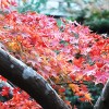 枝から覗く、赤く色づいた紅葉