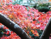 枝から覗く、赤く色づいた紅葉
