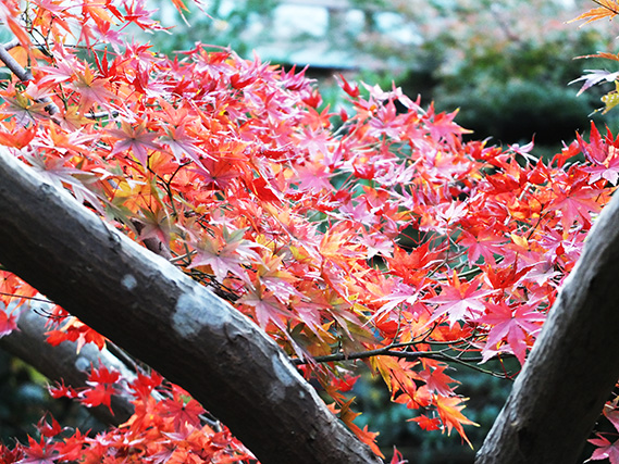 枝から覗く、赤く色づいた紅葉