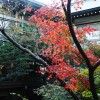 鶴岡八幡宮の徐々に色づく紅葉