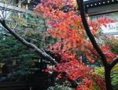 鶴岡八幡宮の徐々に色づく紅葉