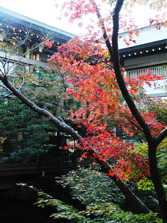 鶴岡八幡宮の徐々に色づく紅葉