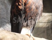 上野動物園の鷹