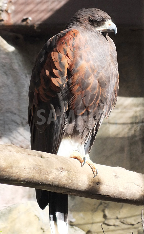 上野動物園の鷹