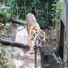 上野動物園の虎（前向き）