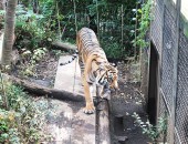 上野動物園の虎（前向き）