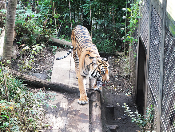 上野動物園の虎（前向き）