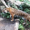 上野動物園の虎（横向き）