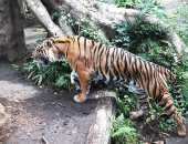 上野動物園の虎（横向き）