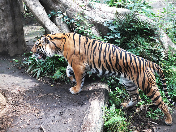 上野動物園の虎(横向き)