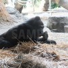 上野動物園のくつろぐゴリラ