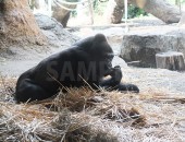 上野動物園のくつろぐゴリラ