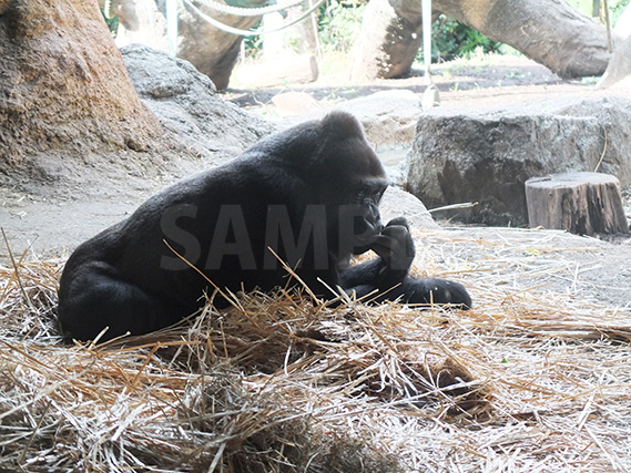 上野動物園のくつろぐゴリラ