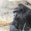 上野動物園のゴリラの顔のアップ