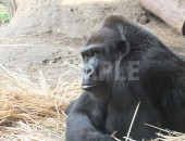 上野動物園のゴリラの顔のアップ