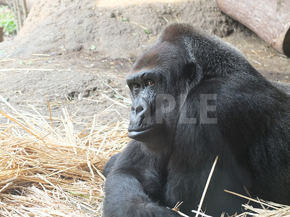 上野動物園のゴリラの顔のアップ