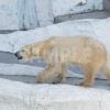 上野動物園の北極熊