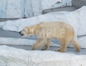 上野動物園の北極熊