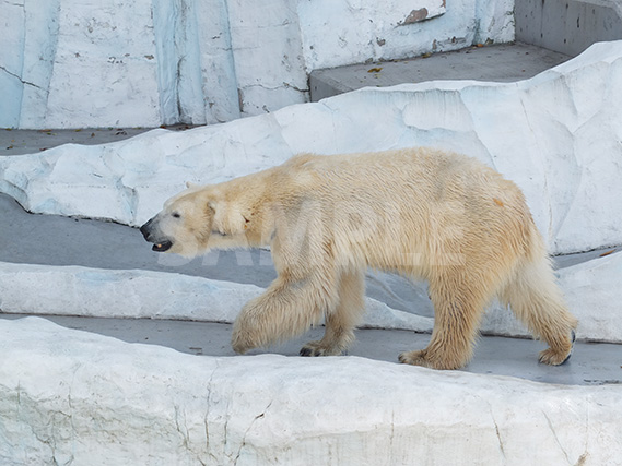 上野動物園の北極熊