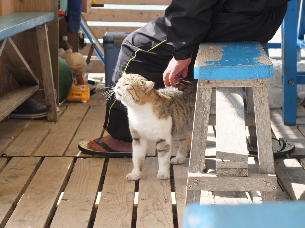 おっちゃんになつく猫