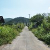 緑が生い茂る田舎道