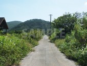 緑が生い茂る田舎道