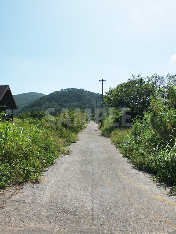 緑が生い茂る田舎道