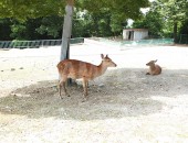 木陰で涼む鹿