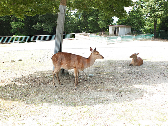 木陰で涼む鹿