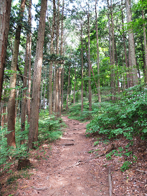 林道の写真・フォト