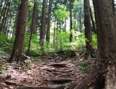 木の根が階段のようになっている林道