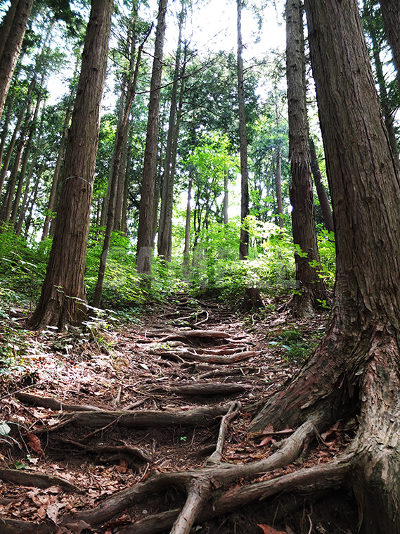 木の根が階段のようになっている林道