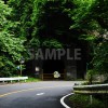 カーブした舗装道路と鬱蒼と生い茂る緑