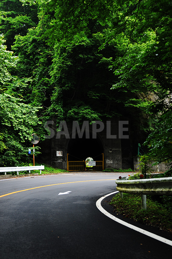 カーブした舗装道路と鬱蒼と生い茂る緑