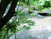 川沿いの樹木