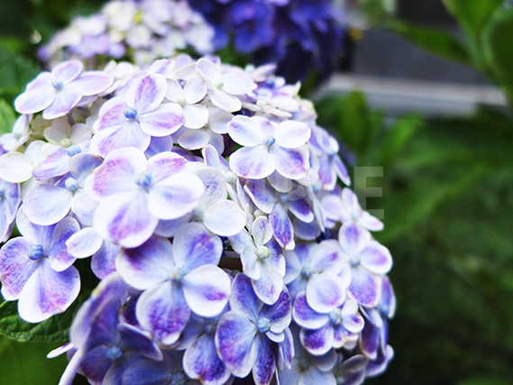 鎌倉長谷寺の紫陽花