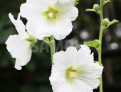 春に咲く白いの花の写真・フォト素材