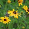 ルドベキアの花の写真・フォト素材