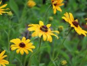 ルドベキアの花の写真・フォト素材