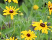 黄色の花、ルドベキアの写真・フォト素材