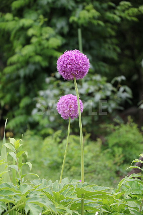 まん丸でかわいい玉ねぎの花