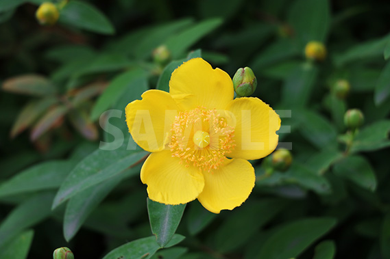 黄色の花、キンシバイ（金糸梅）