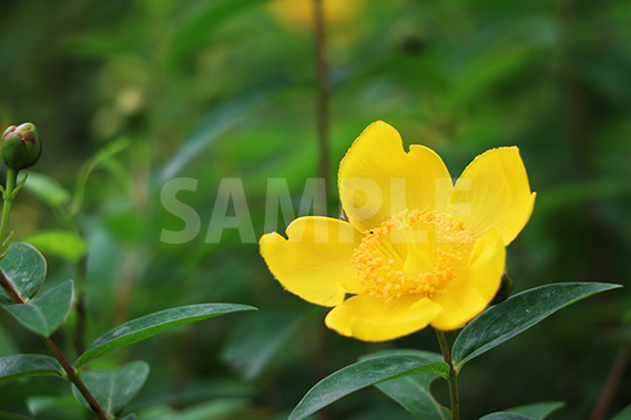黄色の花、斜めから見たキンシバイ(金糸梅)