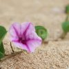 海の砂浜に咲く朝顔に似た花、浜昼顔