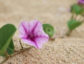 海の砂浜に咲く朝顔に似た花、浜昼顔