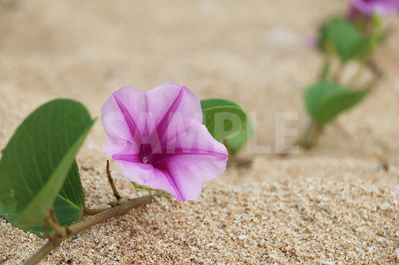 海の砂浜に咲く朝顔に似た花、浜昼顔
