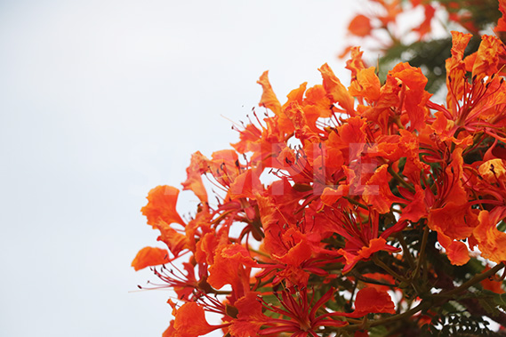 真っ赤なデイゴの花