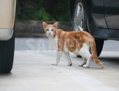 駐車場でこちらを警戒する猫