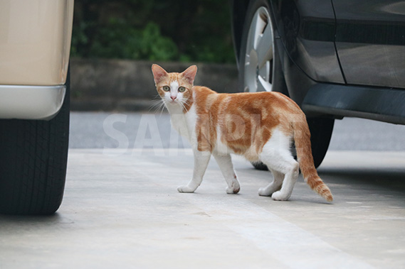 駐車場でこちらを警戒する猫