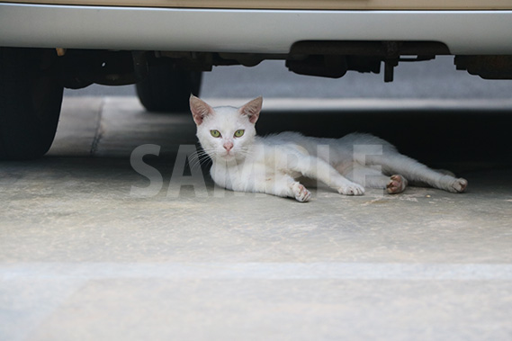 車の下で寝ていたのを起こされて不機嫌そうな猫